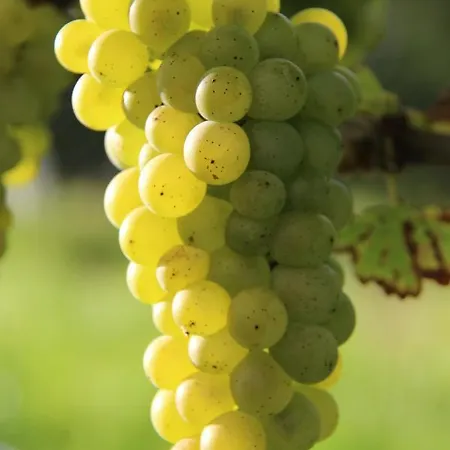 بيت للعطل Weingut Sternat Vlg. Schmalzpeter