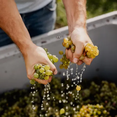 Weingut Sternat Vlg. Schmalzpeter بيت للعطل *