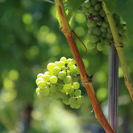 Weingut Sternat Vlg. Schmalzpeter Arnfels