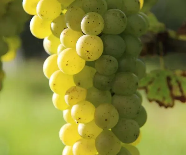 بيت للعطل Weingut Sternat Vlg. Schmalzpeter