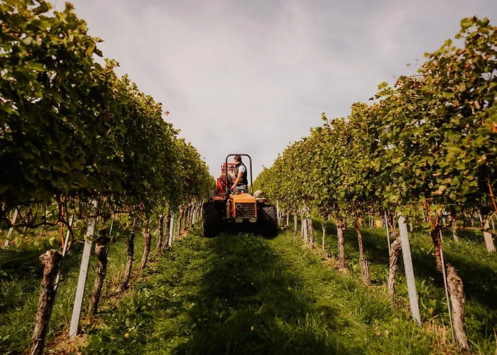 Weingut Sternat Vlg. Schmalzpeter Arnfels