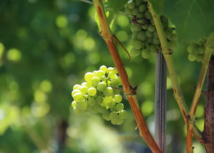 Weingut Sternat Vlg. Schmalzpeter Arnfels
